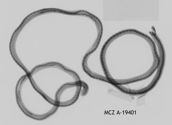 Media type: image;   Herpetology A-19401